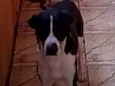DUQUE