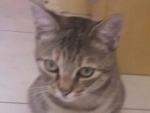Gato raça Não identificada idade 1 ano nome (Safira) nós que de