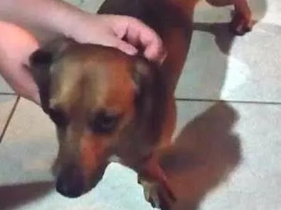 Cachorro ra a dachshund (cofape) idade  nome Não sei