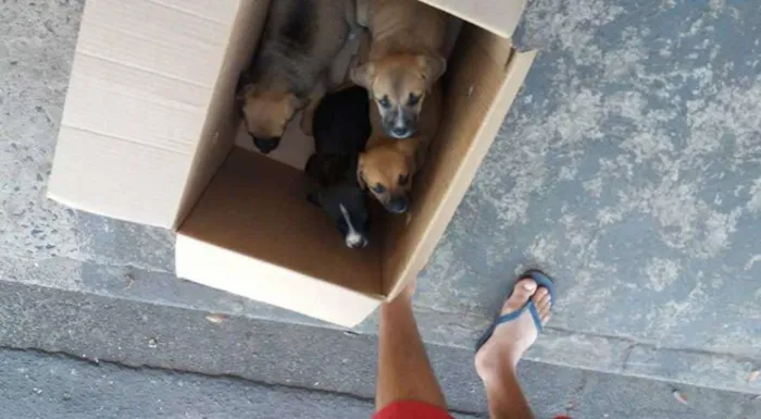 Cachorro ra a vira lata idade 2 a 6 meses nome nao tem nome 