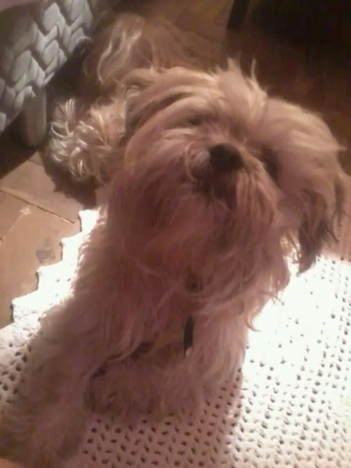Cachorro ra a lhasa apso idade 6 ou mais anos nome Bruthos - URGENTE