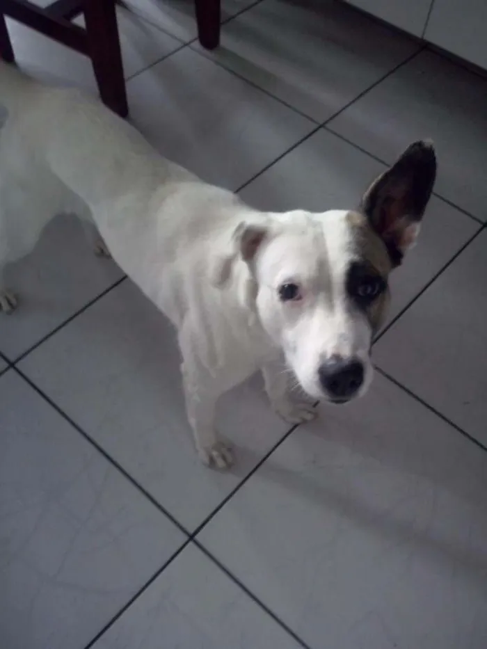 Cachorro ra a Vira lata idade 1 ano nome Eva