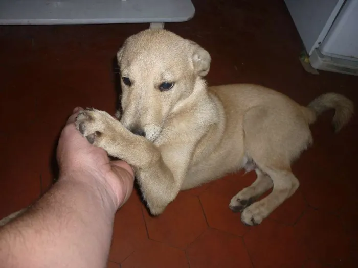 Cachorro ra a SRD idade 2 a 6 meses nome sem nome