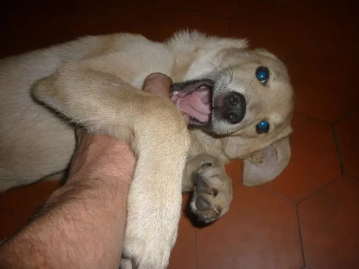 Cachorro ra a SRD idade 2 a 6 meses nome sem nome