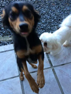 Cachorro raça Não sei idade  nome Não sei