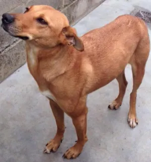 Cachorro raça SRD idade 3 anos nome Caramelo