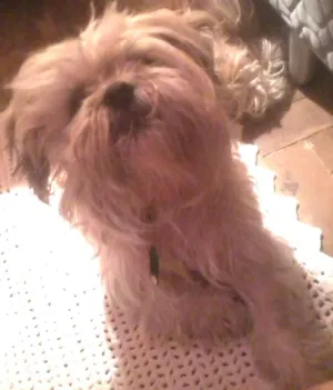 Cachorro raça lhasa apso idade 6 ou mais anos nome Bruthos - URGENTE