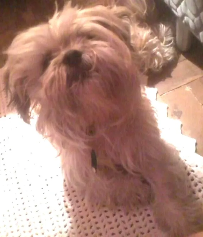Cachorro ra a lhasa apso idade 6 ou mais anos nome Bruthos - URGENTE