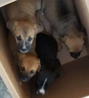 Cachorro ra a vira lata idade 2 a 6 meses nome nao tem nome 