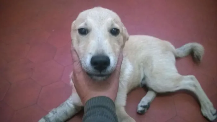 Cachorro ra a SRD idade 2 a 6 meses nome sem nome