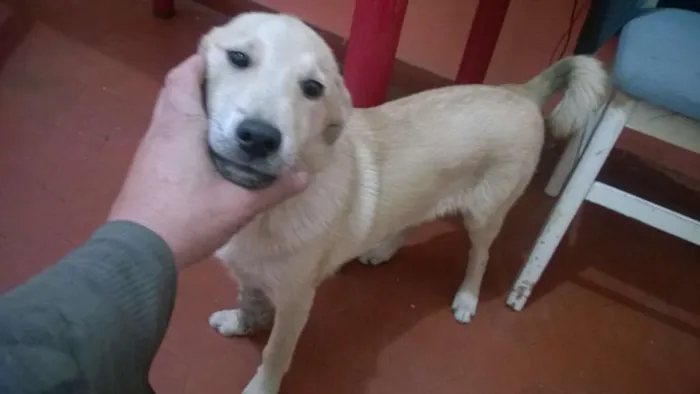 Cachorro ra a SRD idade 2 a 6 meses nome sem nome