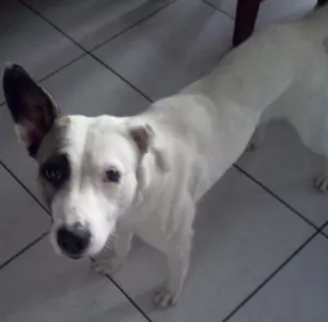 Cachorro raça Vira lata idade 1 ano nome Eva
