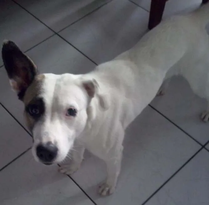 Cachorro ra a Vira lata idade 1 ano nome Eva