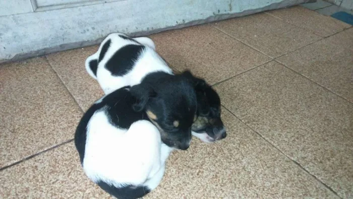 Cachorro ra a vira-lata idade 2 a 6 meses nome hany e beny