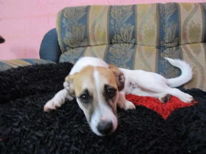 Cachorro ra a Cocker misturada idade 1 ano nome tita