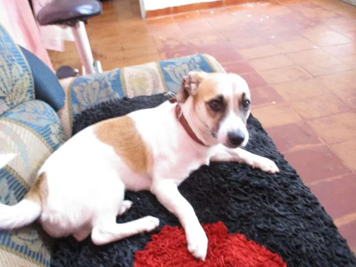 Cachorro ra a Cocker misturada idade 1 ano nome tita