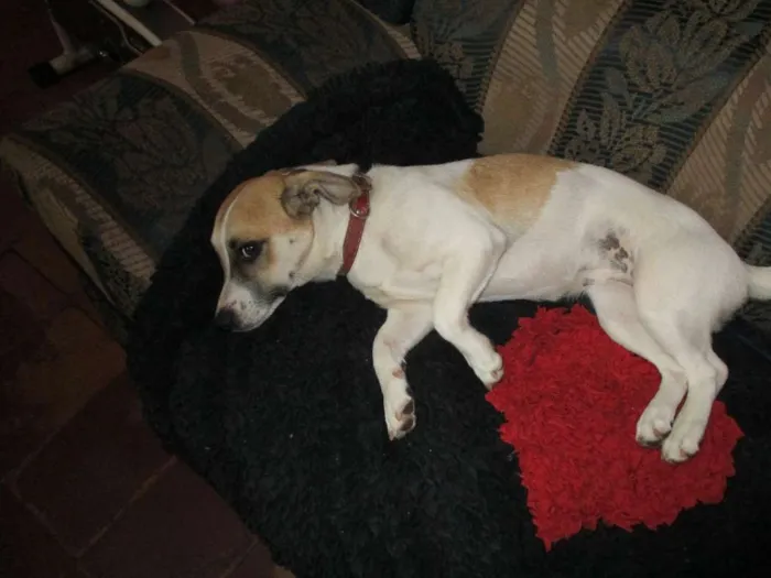 Cachorro ra a Cocker misturada idade 1 ano nome tita