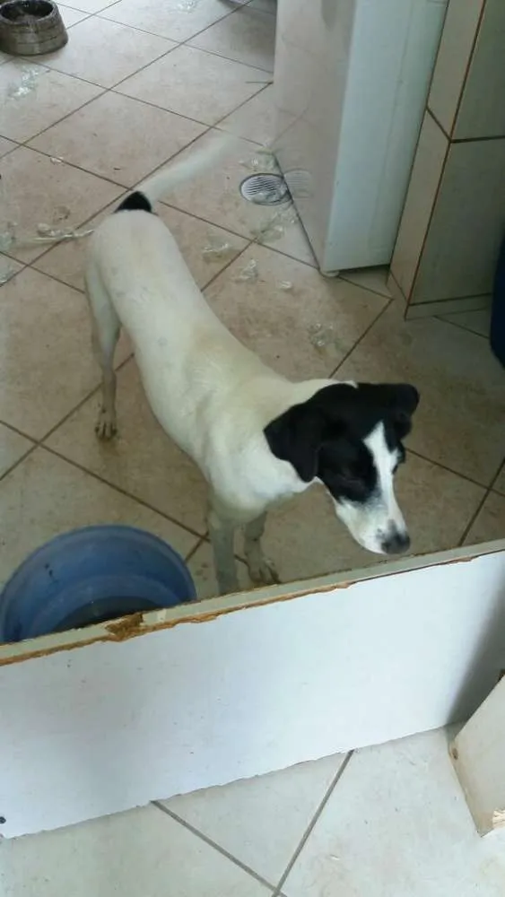 Cachorro ra a vira lata idade 1 ano nome meg