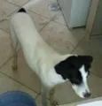 meg
