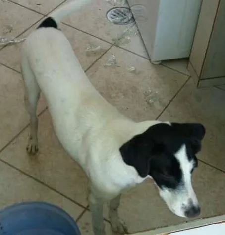 Cachorro ra a vira lata idade 1 ano nome meg