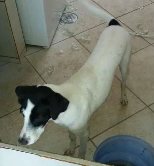 Cachorro ra a vira lata idade 1 ano nome meg