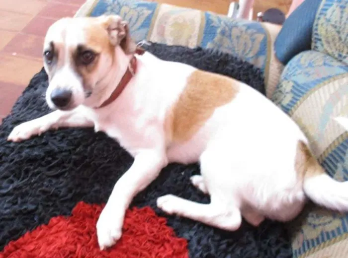 Cachorro ra a Cocker misturada idade 1 ano nome tita