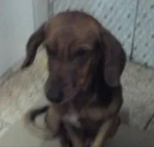 Cachorro ra a Mistura beagle com bace idade 2 anos nome Bob