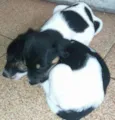 hany e beny
