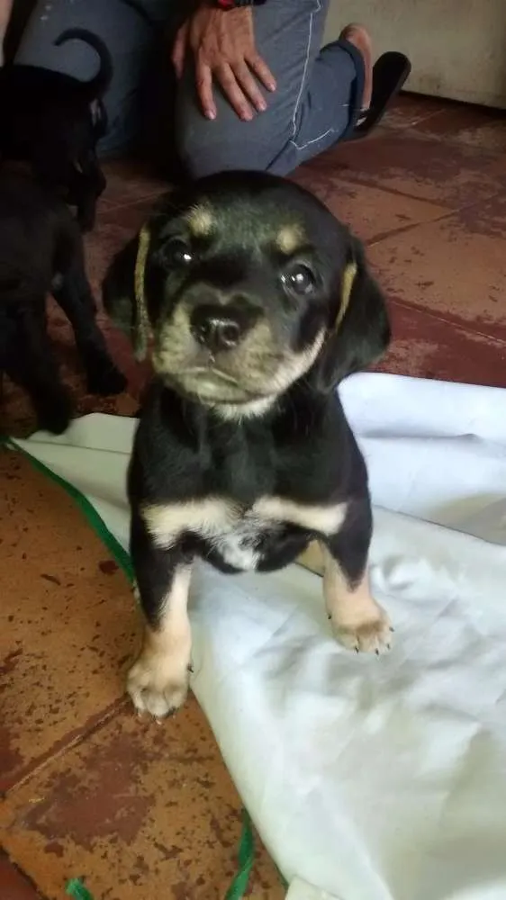 Cachorro ra a SRD idade 2 a 6 meses nome sem nome