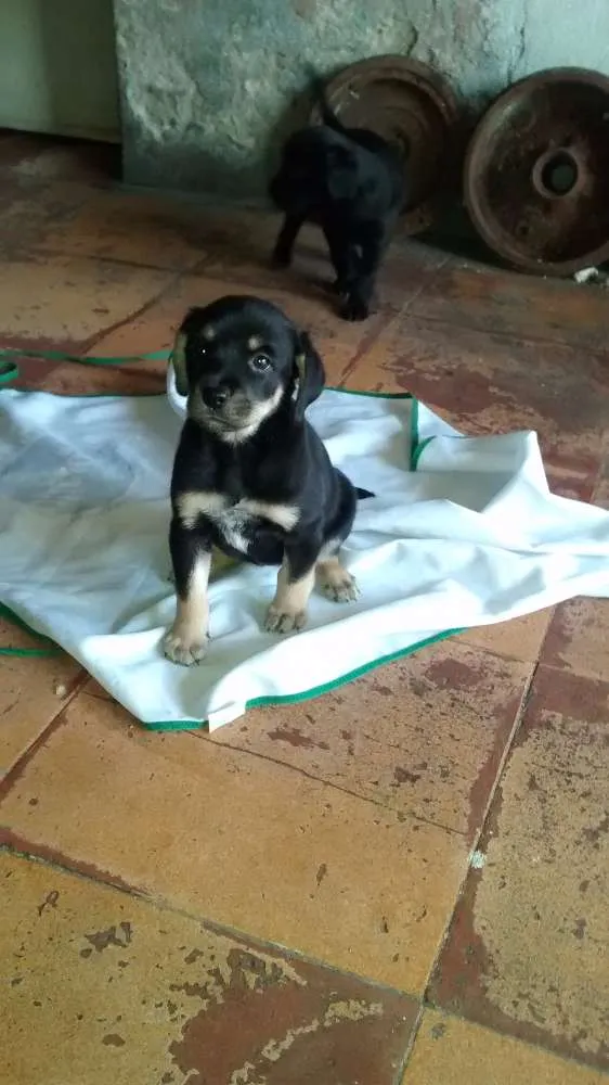 Cachorro ra a SRD idade 2 a 6 meses nome sem nome