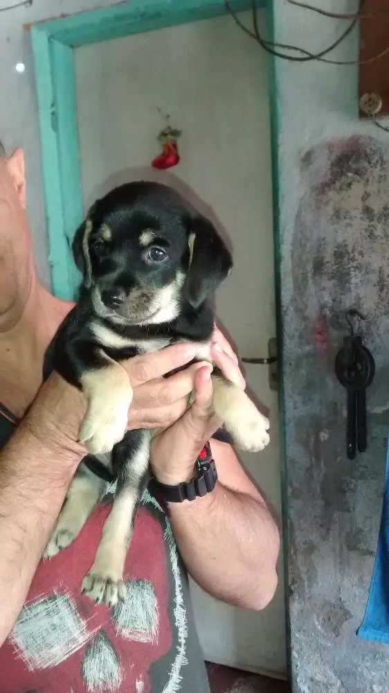 Cachorro ra a SRD idade 2 a 6 meses nome sem nome
