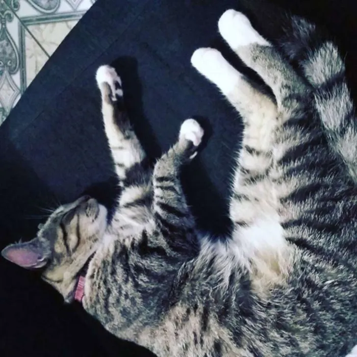 Gato ra a SRD idade 7 a 11 meses nome Penny Layne