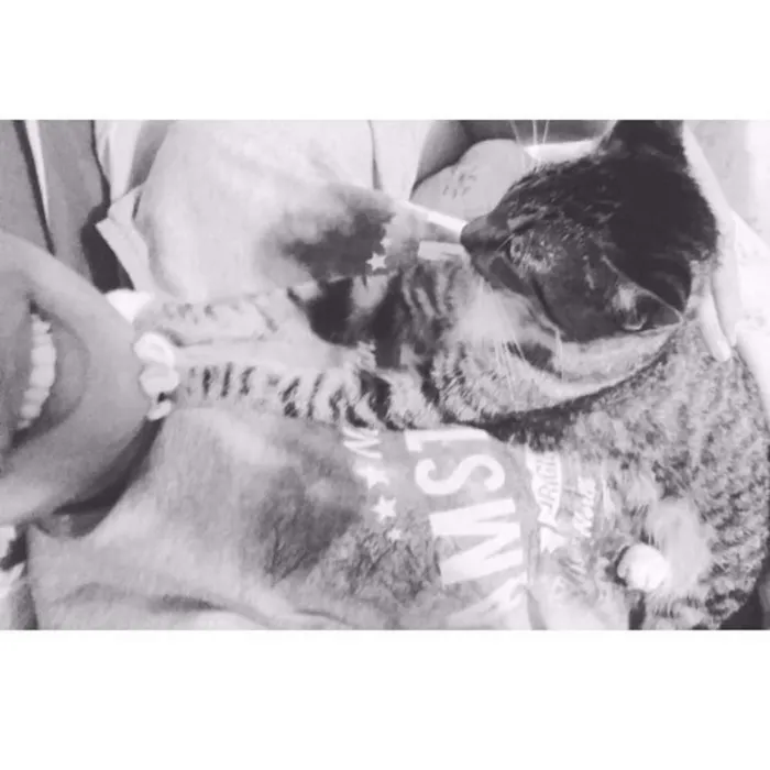 Gato ra a SRD idade 7 a 11 meses nome Penny Layne