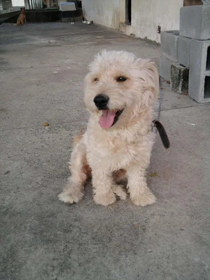 Cachorro ra a Ndf idade 5 anos nome Betoven