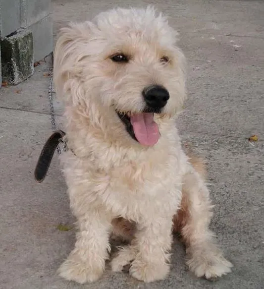 Cachorro ra a Ndf idade 5 anos nome Betoven