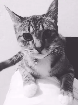 Gato raça SRD idade 7 a 11 meses nome Penny Layne