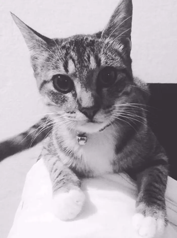 Gato ra a SRD idade 7 a 11 meses nome Penny Layne