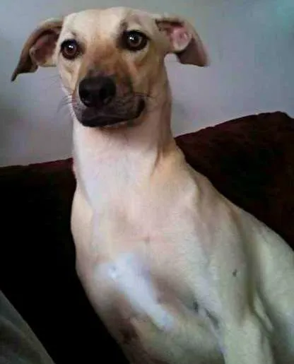 Cachorro ra a vira lata idade 1 ano nome verdade