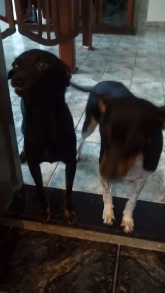 Cachorro ra a pinscher idade 1 ano nome Hanna e junior