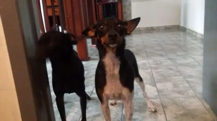 Cachorro ra a pinscher idade 1 ano nome Hanna e junior