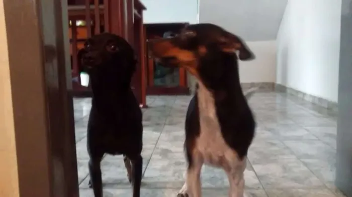 Cachorro ra a pinscher idade 1 ano nome Hanna e junior