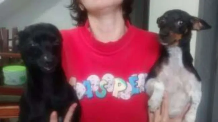 Cachorro ra a pinscher idade 1 ano nome Hanna e junior