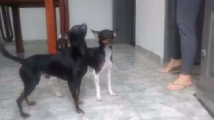 Cachorro ra a pinscher idade 1 ano nome Hanna e junior