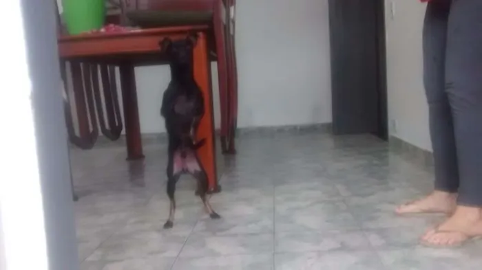 Cachorro ra a pinscher idade 1 ano nome Hanna e junior
