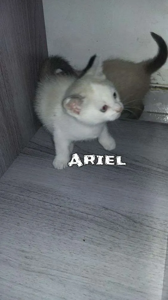 Gato ra a SRD idade Abaixo de 2 meses nome Ariel