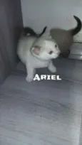 Ariel