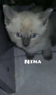 Nina