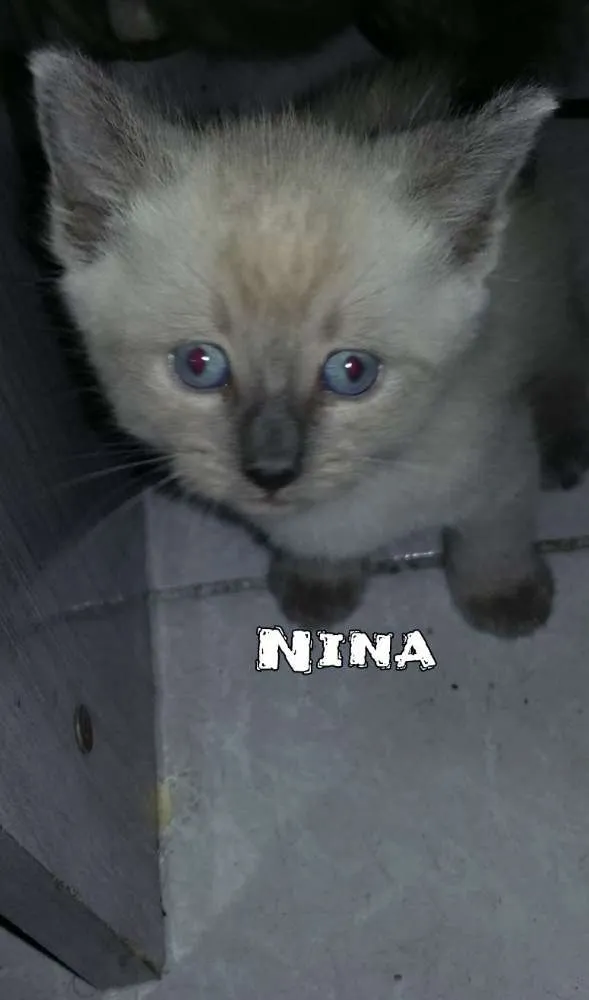 Gato ra a SRD idade Abaixo de 2 meses nome Nina