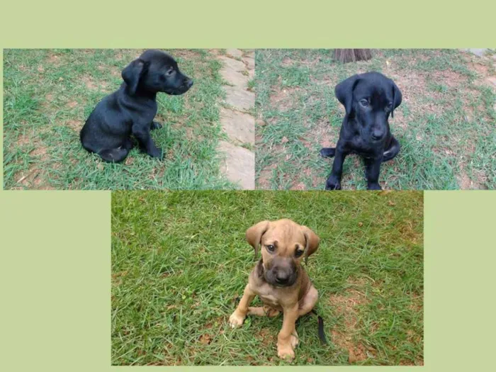 Cachorro raça SRD idade 2 a 6 meses nome sem nome