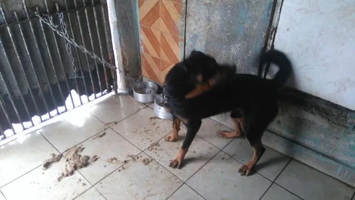 Cachorro ra a Rottweiler idade 1 ano nome ROTT